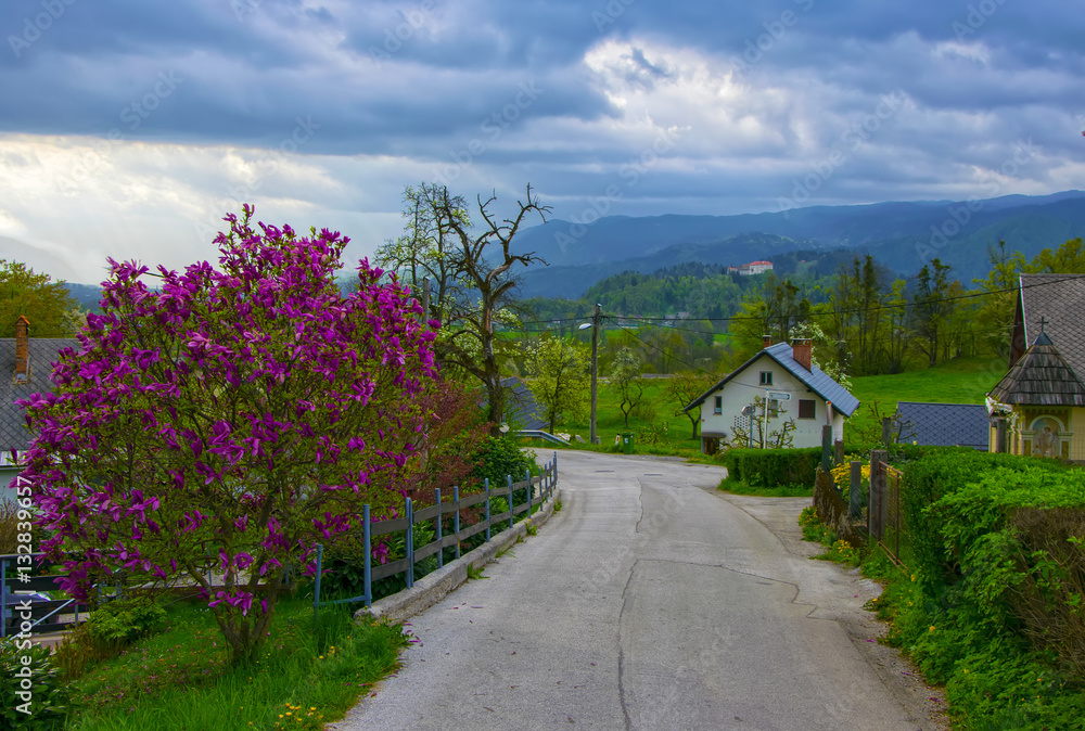Magnolia tree blossom on the street in alpine village Magnolia tree blossom on the street in alpine village