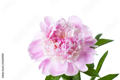  Floral wallpaper, Peony, beautiful pink flower.