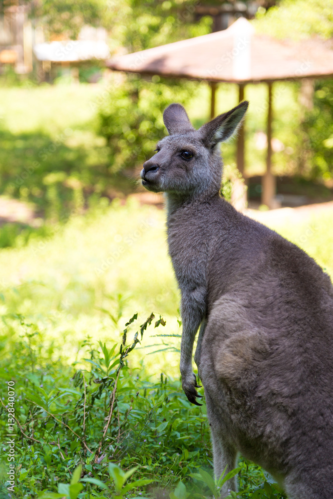 Kangaroo in the zoo