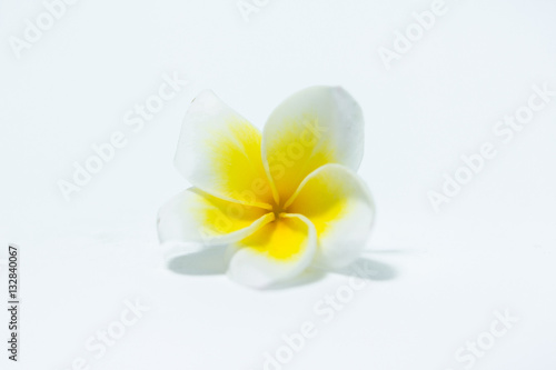 white Plumeria with isolate background © jumjie