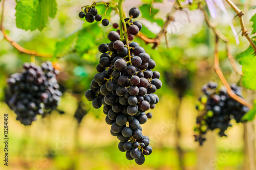  large bunches of red wine grapes hang from a vine, warm backgro