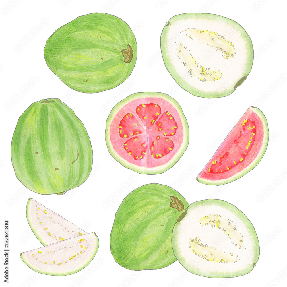 Guava. Watercolor illustration