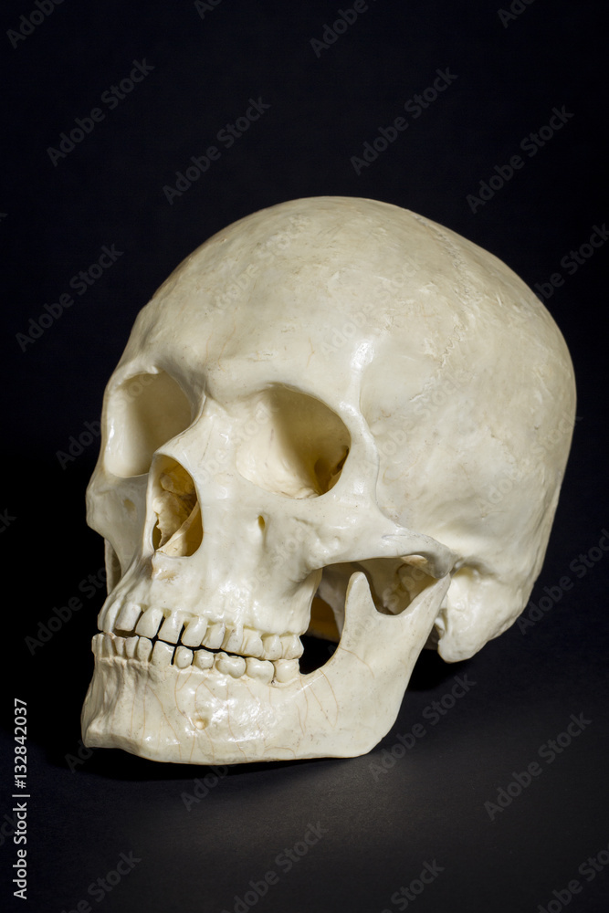 Obraz premium human skull