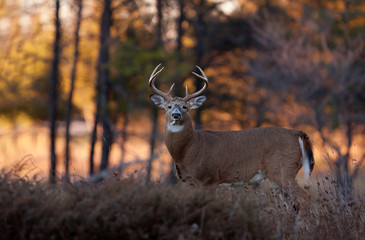 White-tailed deer buck with a huge neck at sunset during the rut in the late autumn afternoon light in Ottawa, Canada