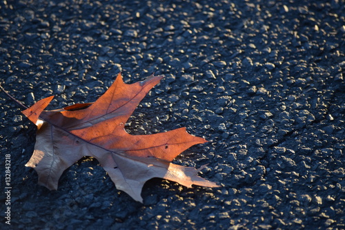 Lone leaf