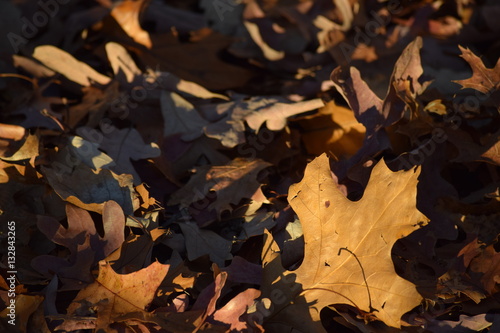 Sun and leaves autumn