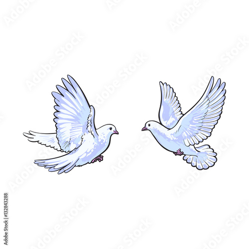 Two free flying white doves, sketch vector illustration isolated on white background. Realistic hand drawn couple of white doves, pigeons flapping wings, symbol of love and romance, marriage icon © sabelskaya