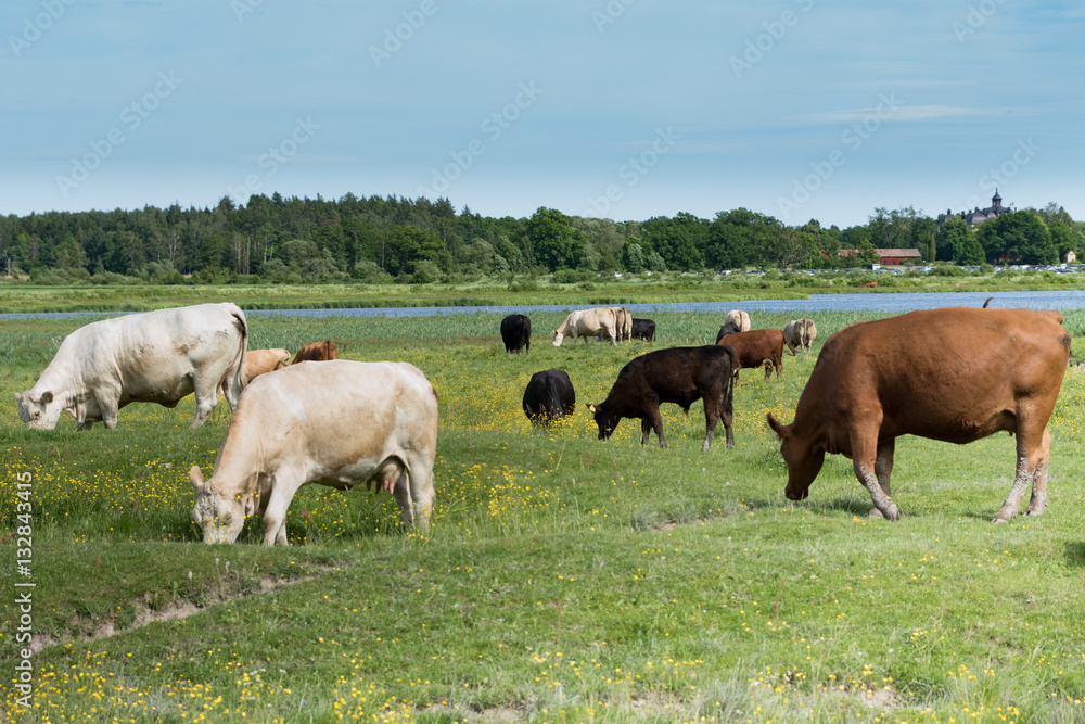 Herd of cows