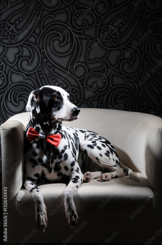 Dalmatian dog in a red bow tie on a white chair in a steel-gray interior. Hard studio lighting. Artistic portrait