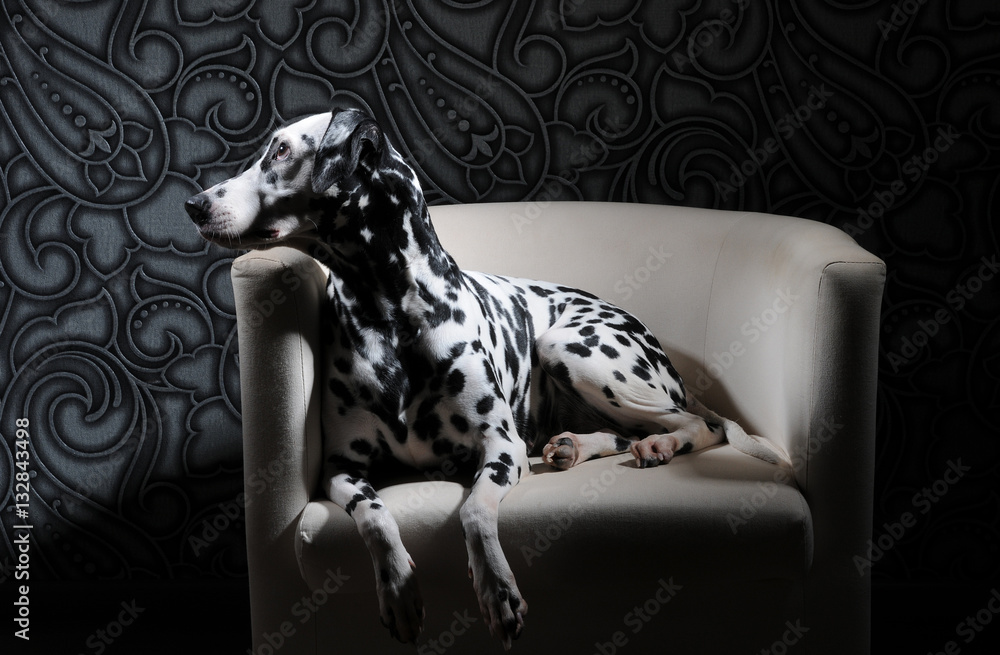 Dalmatian dog in a red bow tie on a white chair in a steel-gray interior. Hard studio lighting. Artistic portrait Dalmatian dog in a red bow tie on a white chair in a steel-gray interior. Hard studio lighting. Artistic portrait