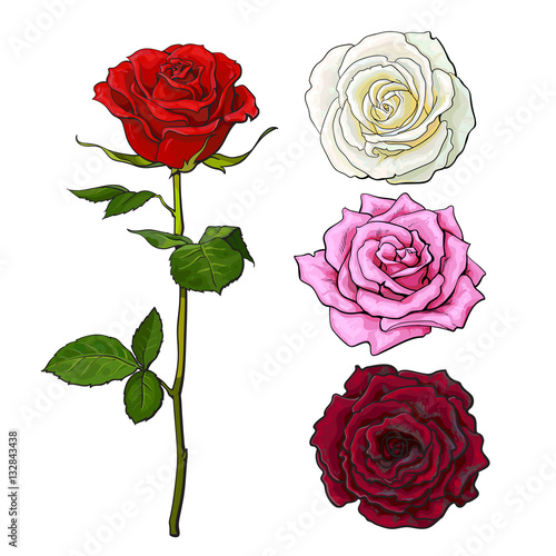 Pink, white, deep red open rose bud and flower with green leaves, sketch style vector illustration isolated on white background. Realistic hand drawing of red rose, symbol of love, decoration element