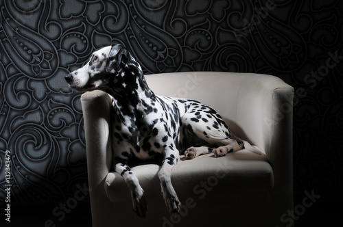 Dalmatian dog in a red bow tie on a white chair in a steel-gray interior. Hard studio lighting. Artistic portrait
