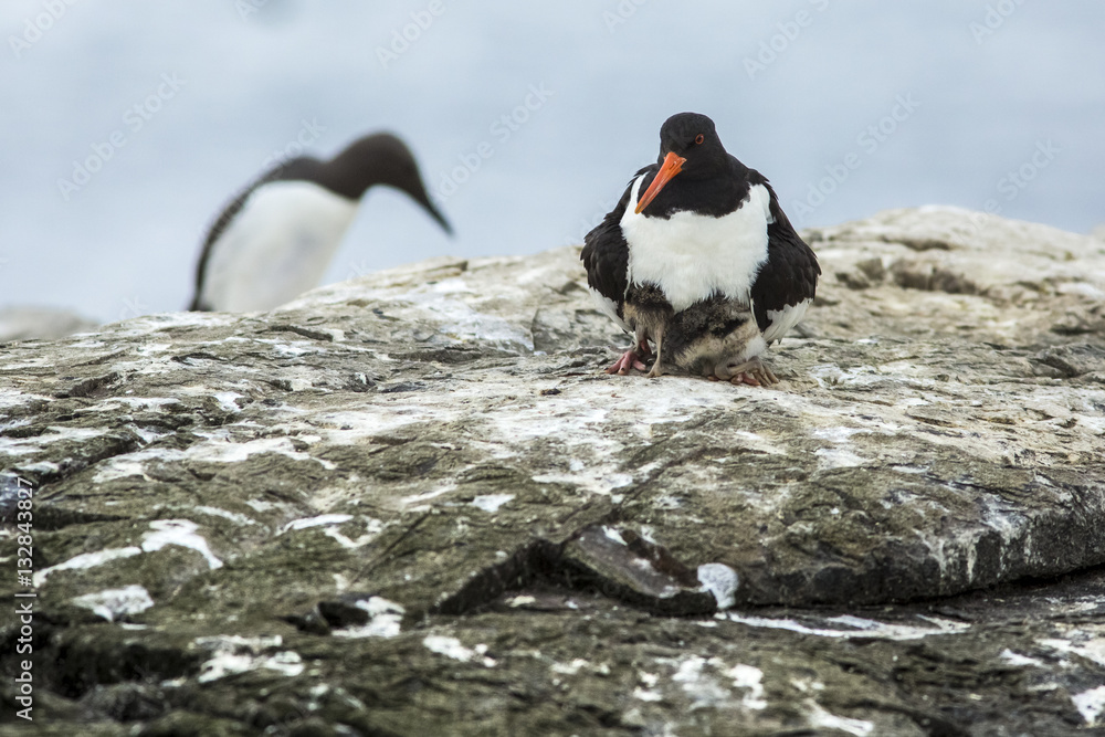 Fototapeta premium Eurasian Oystercatcher, adult and chick, Farne Islands, United Kingdom.