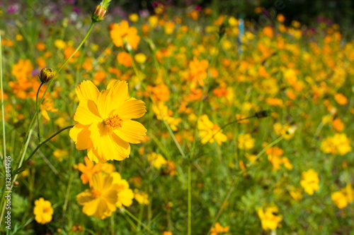 Yellow cosmos flowers in garden