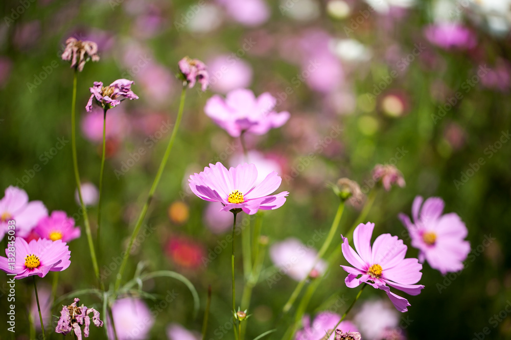 Cosmos flowers