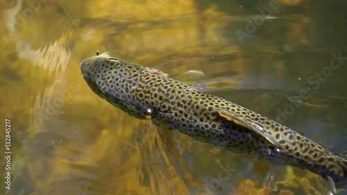 Under water shot of Brown trout swimming around a natural stream. The light catches them to show why they are called Brown trout.