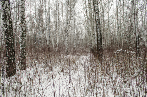 winter landscape in mixed birch and aspen forest 