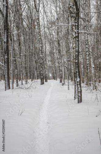 winter landscape in mixed birch and aspen forest 