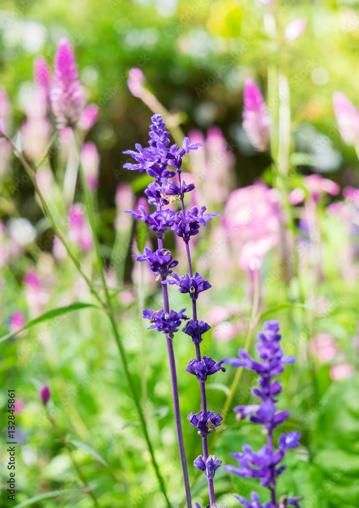 Lavender flower in garden Lavender flower in garden