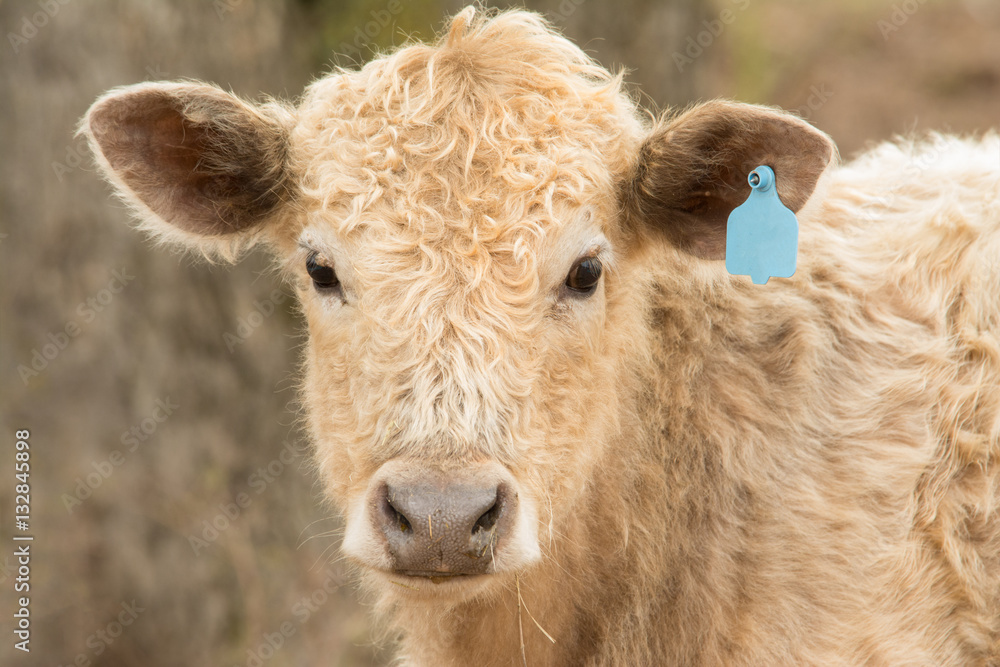 Young steer looking at the viewer in winter pasture Young steer looking at the viewer in winter pasture