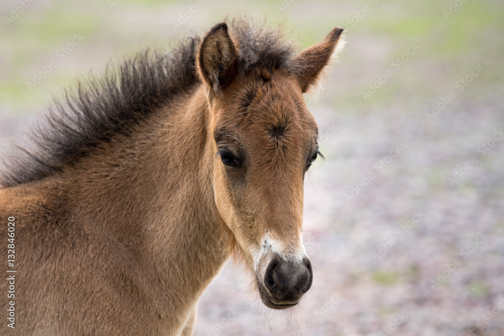 Fototapeta premium Horse filly