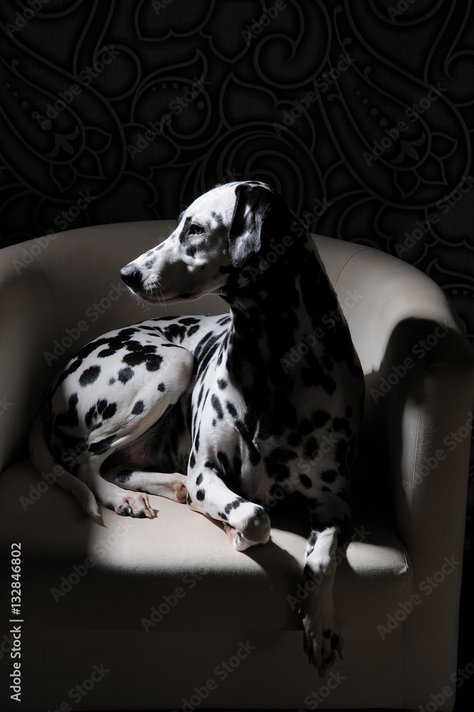 Dalmatian dog on a white chair in a steel-gray interior. Hard studio lighting. Artistic portrait