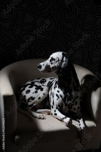 Dalmatian dog on a white chair in a steel-gray interior. Hard studio lighting. Artistic portrait