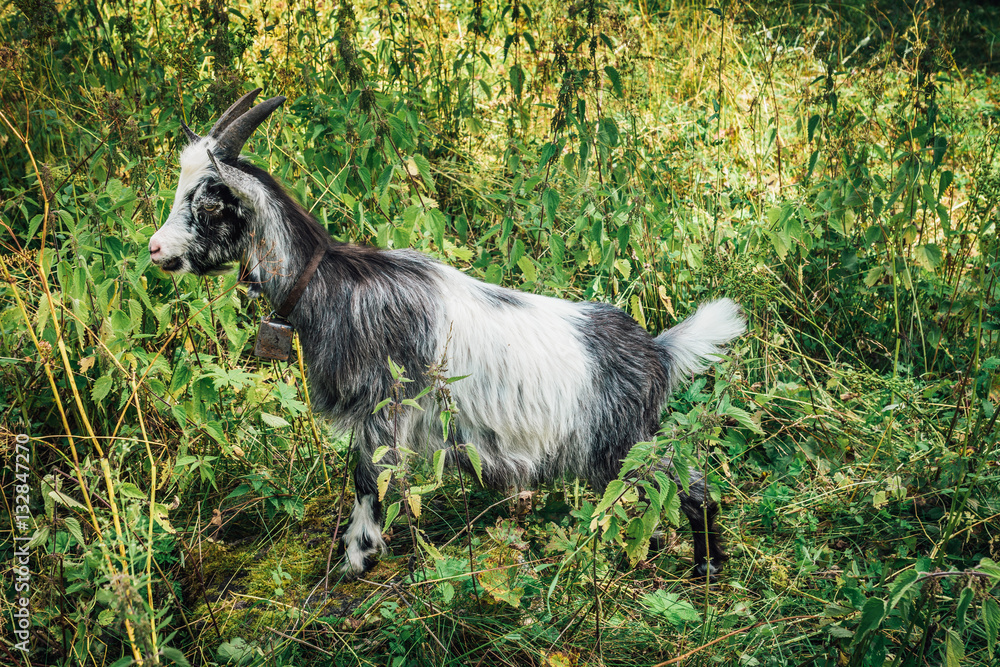 Obraz premium Goat with bell