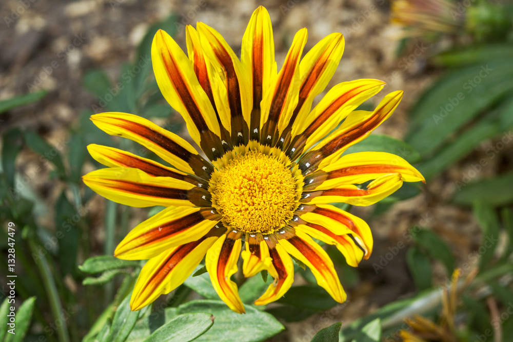 Gazania flowers colored yellow and Red Gazania flowers colored yellow and Red