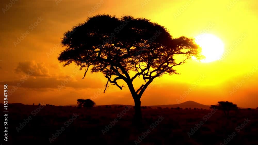CLOSE UP: Sun rising behind silhouetted acacia tree in savanna wilderness CLOSE UP: Sun rising behind silhouetted acacia tree in savanna wilderness