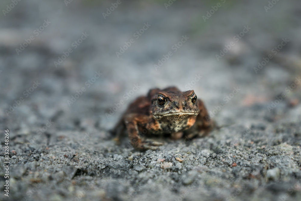 Obraz premium Leaf frog in the sand