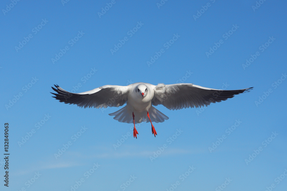 Fototapeta premium The bird is flying against the blue sky - Black-headed Gull