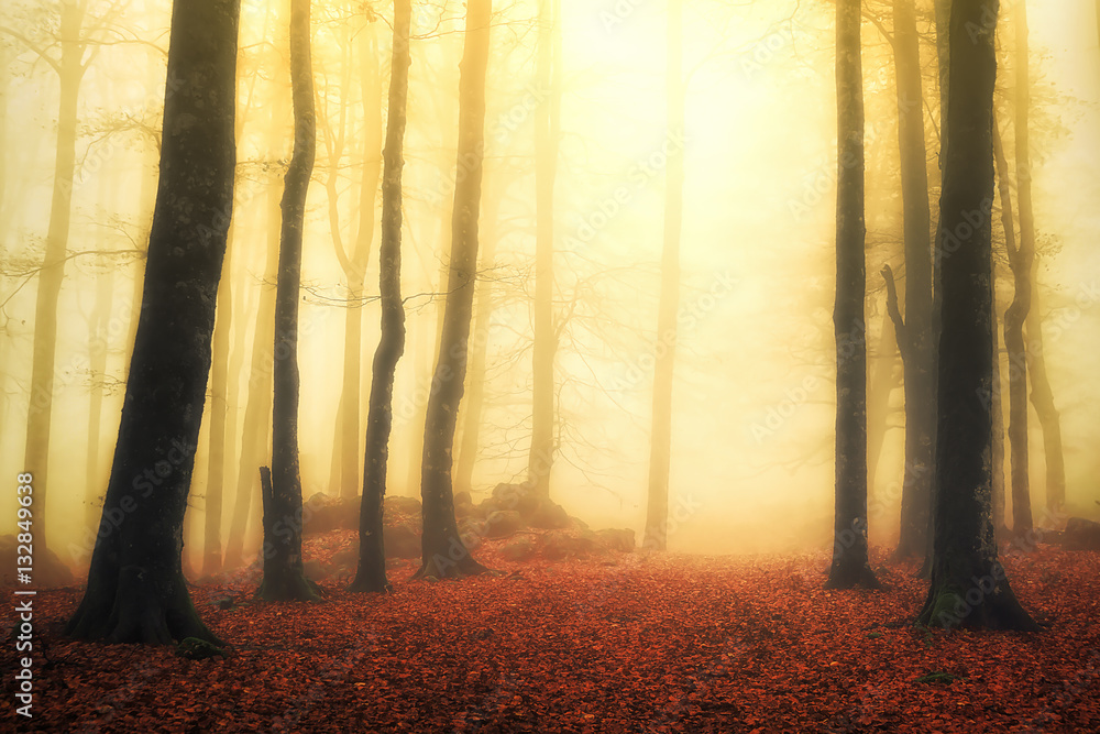 Fototapeta premium magical foggy forest with sun rays