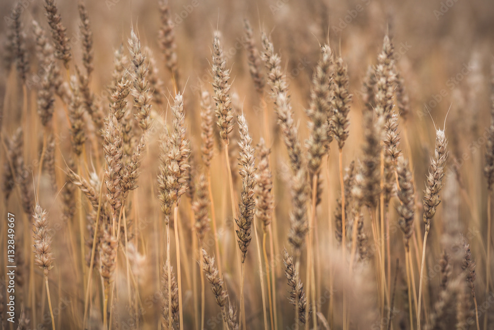 Field of wheat Field of wheat