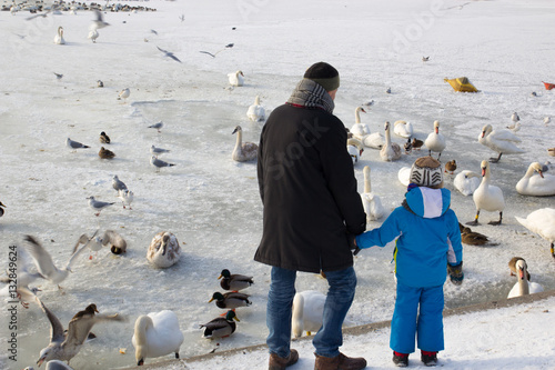 Vászonkép The child with the father watching the swans and ducks on the frozen lake