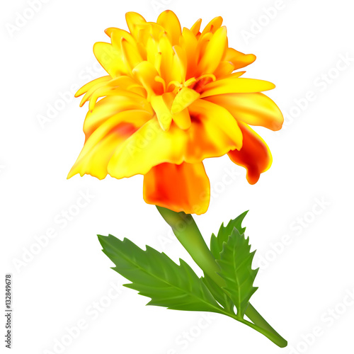 Yellow-orange marigold flower