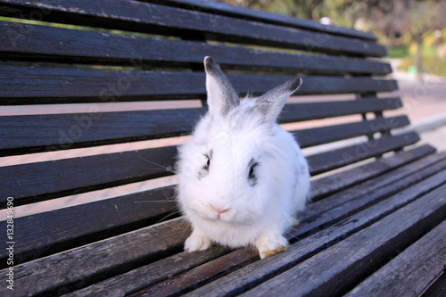 Cute white fluffy rabbit is sitting on the old bench