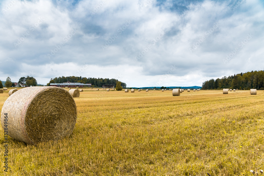 Fototapeta premium Harvested Hay field