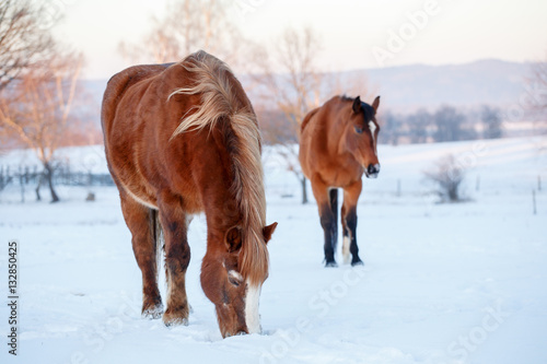 Two brown horses in a pasture in winter, cold winter day © Lubos Chlubny