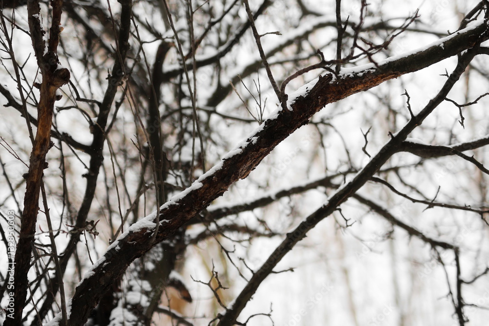 close-up winter landscape in forest close-up winter landscape in forest