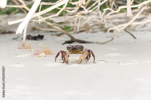 Hairy leg mountain crab photo