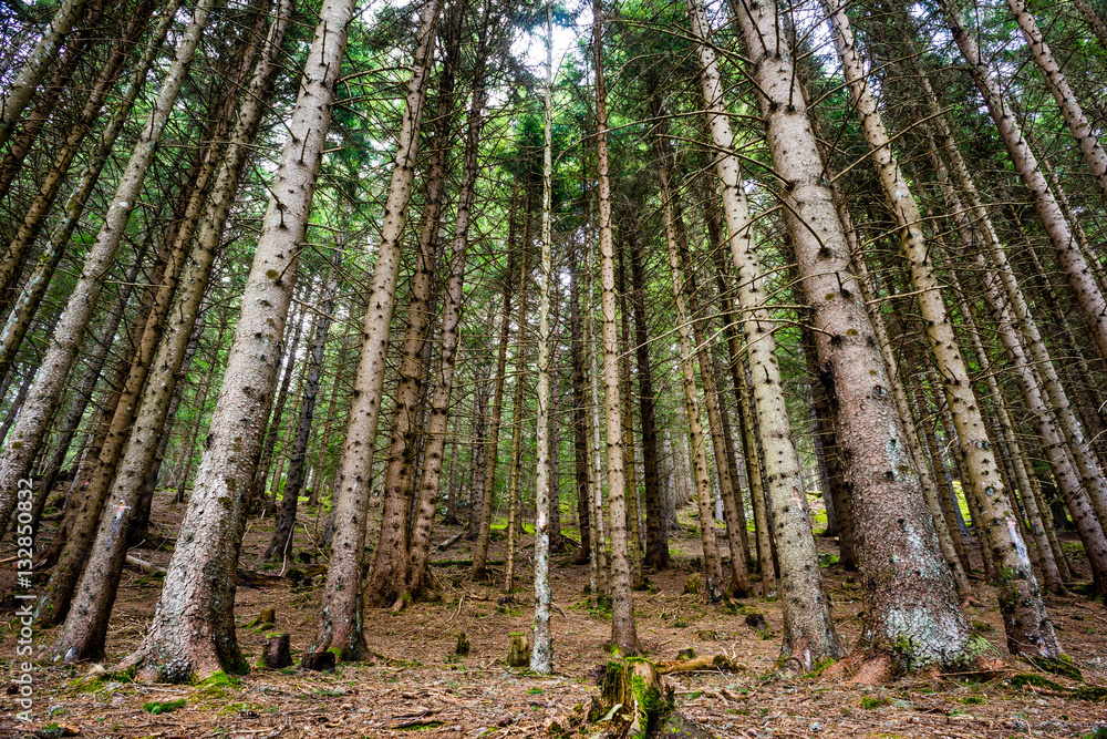 Naklejka premium forêt d'épicea