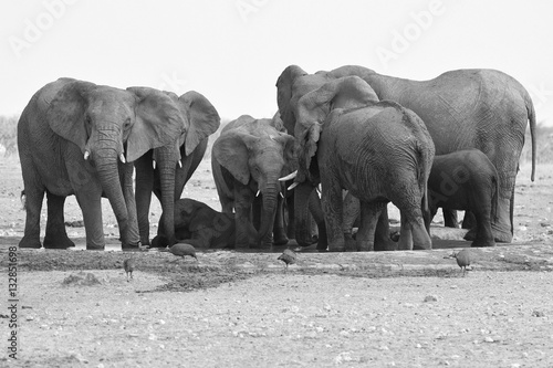 Elefantenherde am Wasserloch Okawao im Etosha Nationalpark  Namibia 