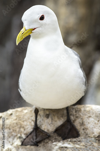 Black-Legged kittiwake, on cliffs, Farne Islands, United Kingdom. photo