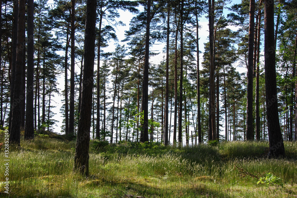 Obraz premium Pine tree forest