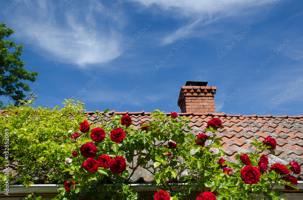 Fototapeta premium Tiled roof with red roses