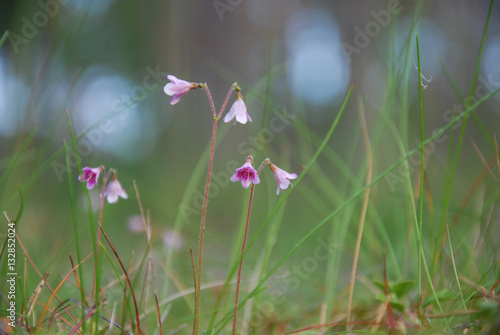 Twinflowers closeup