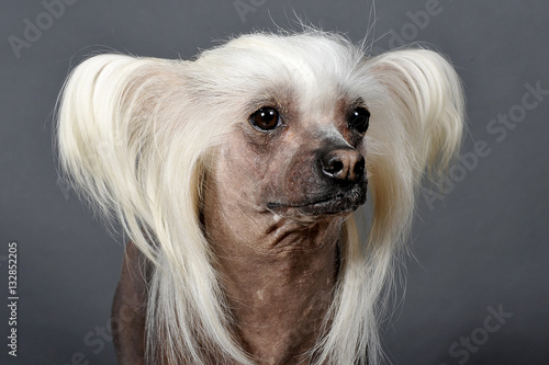 chien chinois à crête