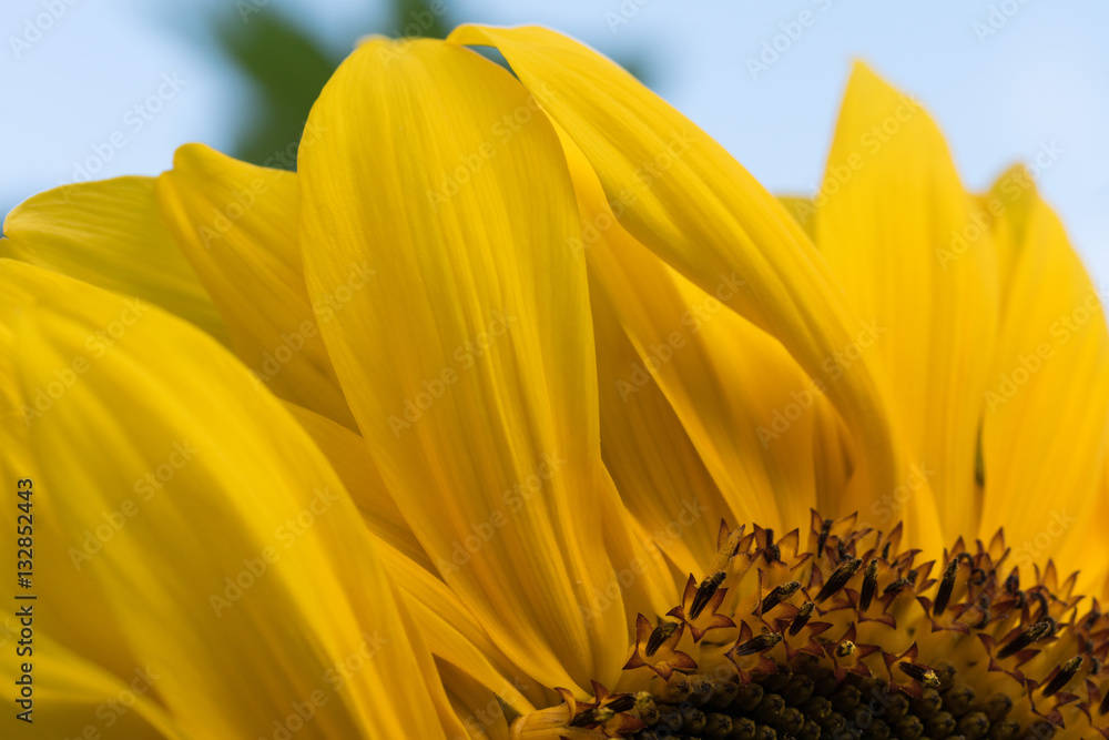 Closeup of large sunflower with bright yellow leafs and blue sky.