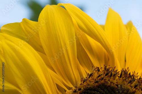 Closeup of large sunflower with bright yellow leafs and blue sky.